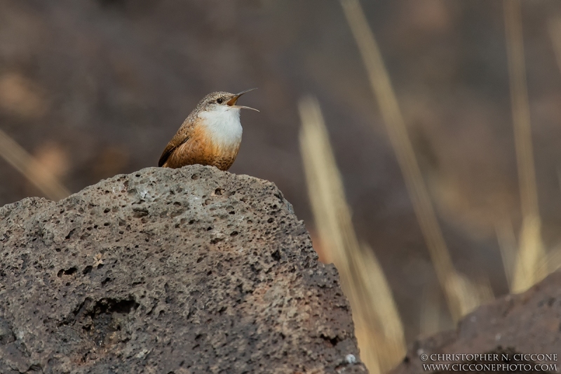 Canyon Wren