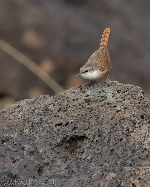 Canyon Wren