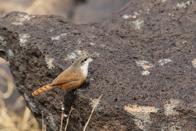 Canyon Wren