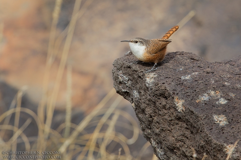 Canyon Wren