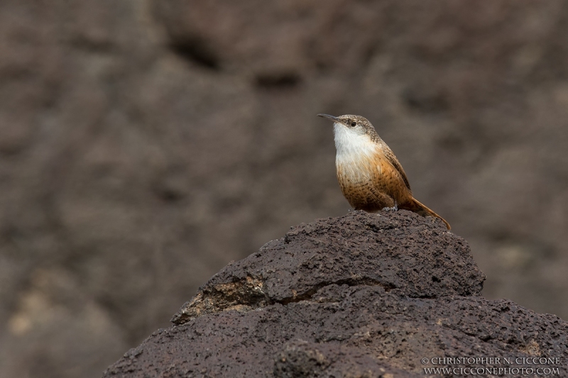 Canyon Wren