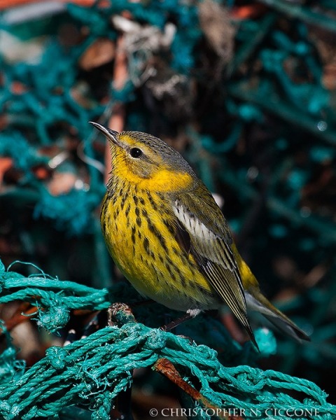 Cape May Warbler