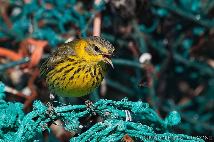 Cape May Warbler