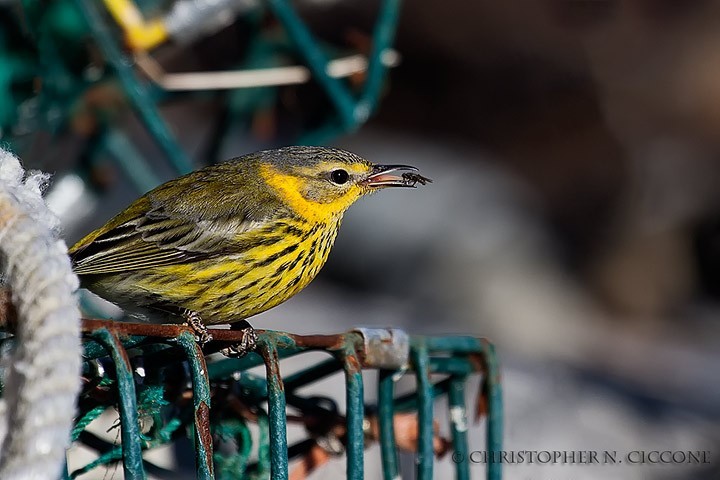 Cape May Warbler