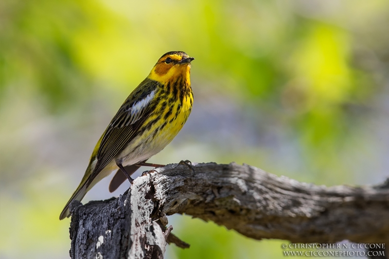 Cape May Warbler