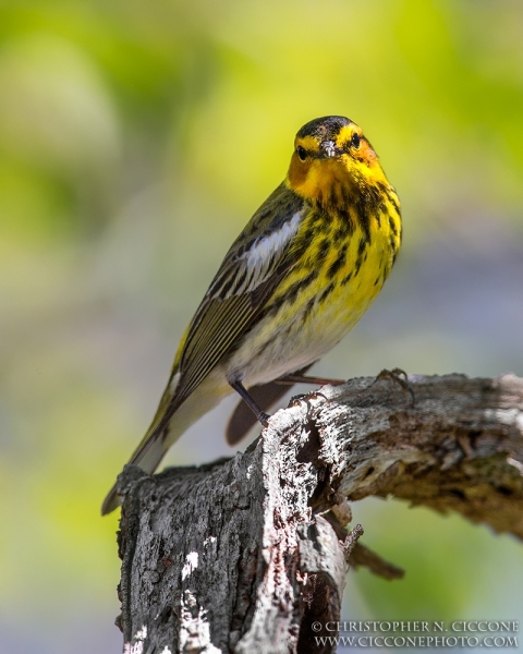 Cape May Warbler