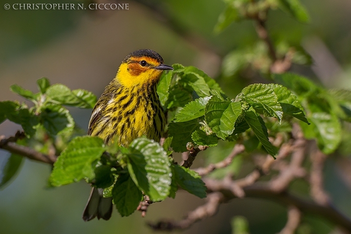 Cape May Warbler