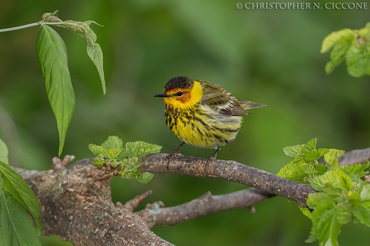 Cape May Warbler