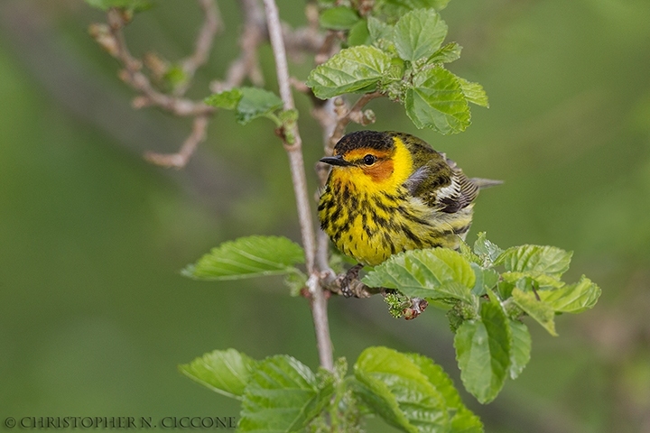 Cape May Warbler