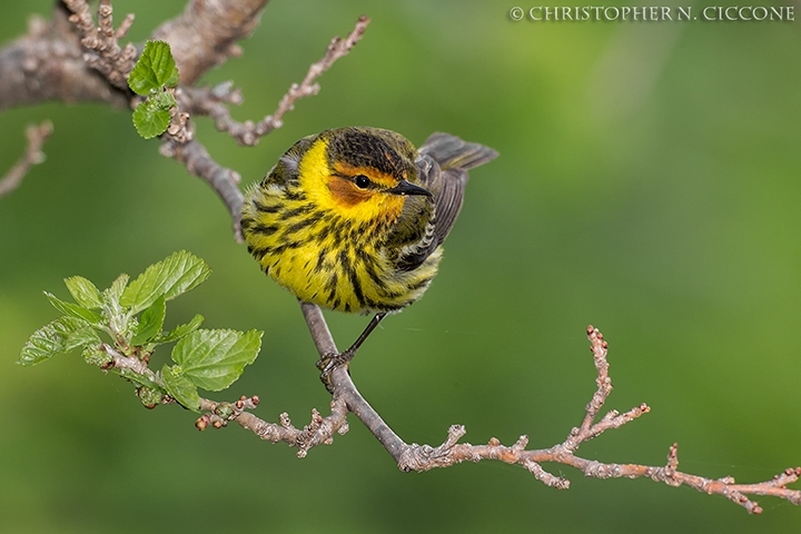 Cape May Warbler