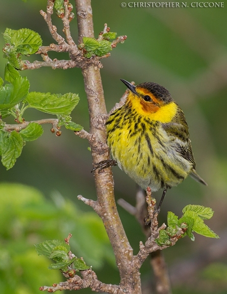 Cape May Warbler