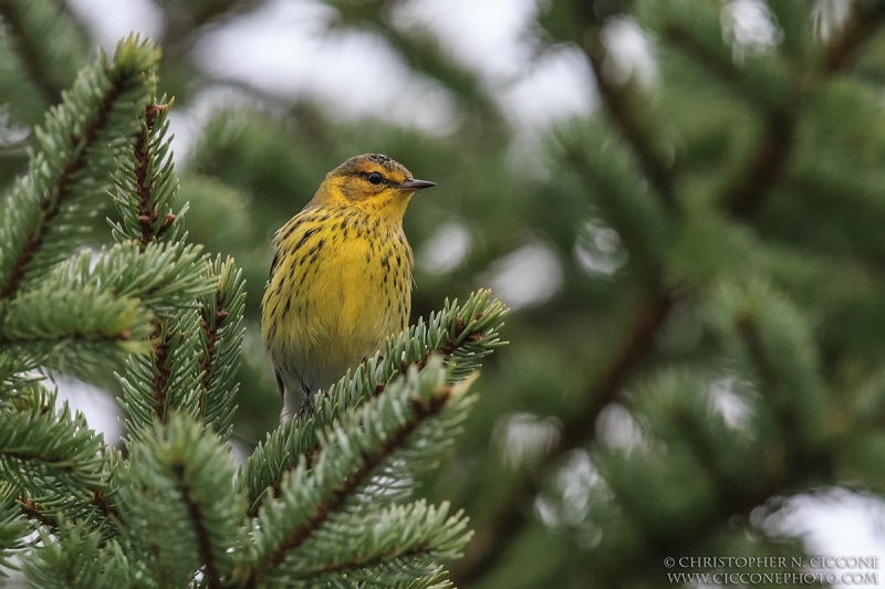 Cape May Warbler