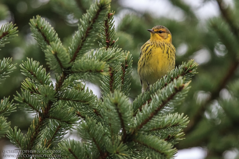 Cape May Warbler