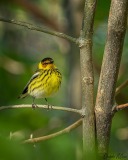 Cape May Warbler
