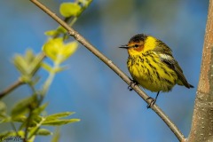 Cape May Warbler