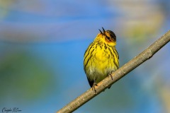Cape May Warbler