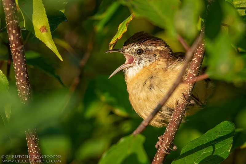 Carolina Wren