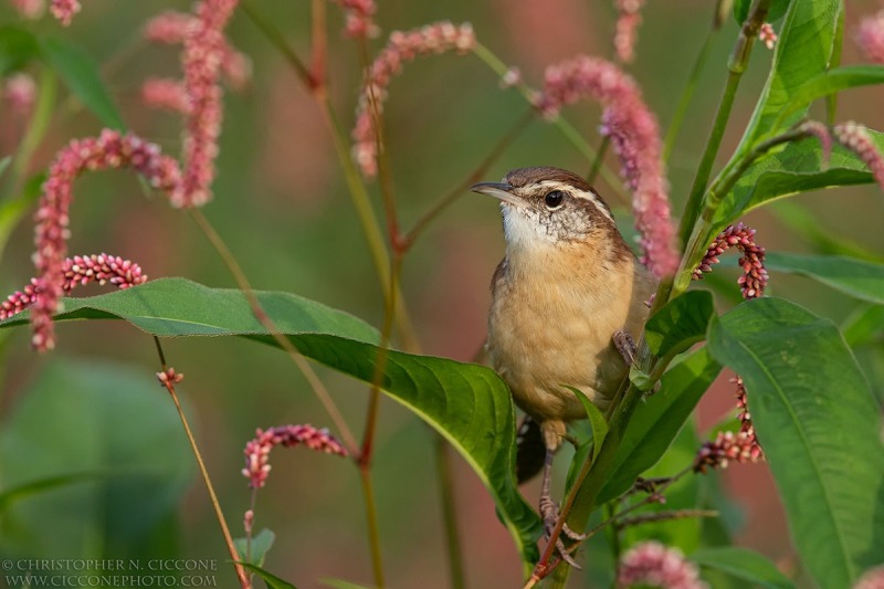 Carolina Wren