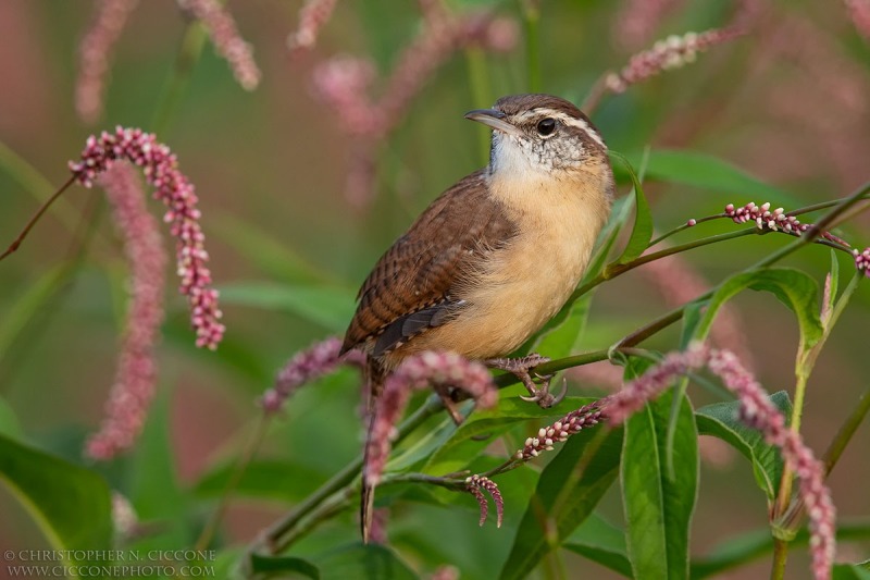 Carolina Wren