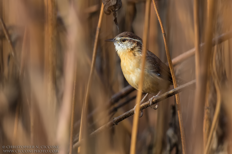 Carolina Wren