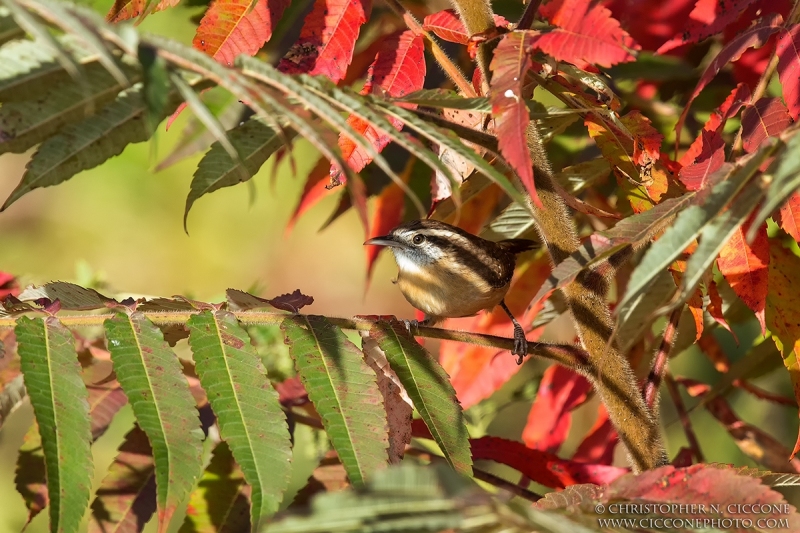 Carolina Wren