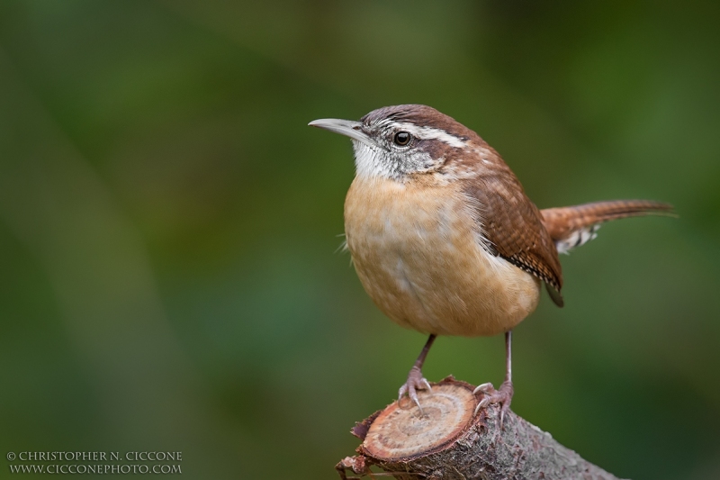 Carolina Wren