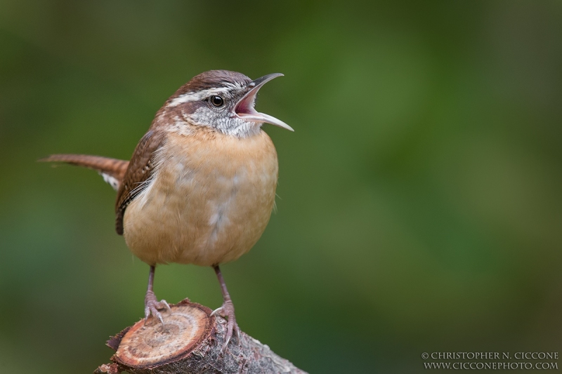 Carolina Wren