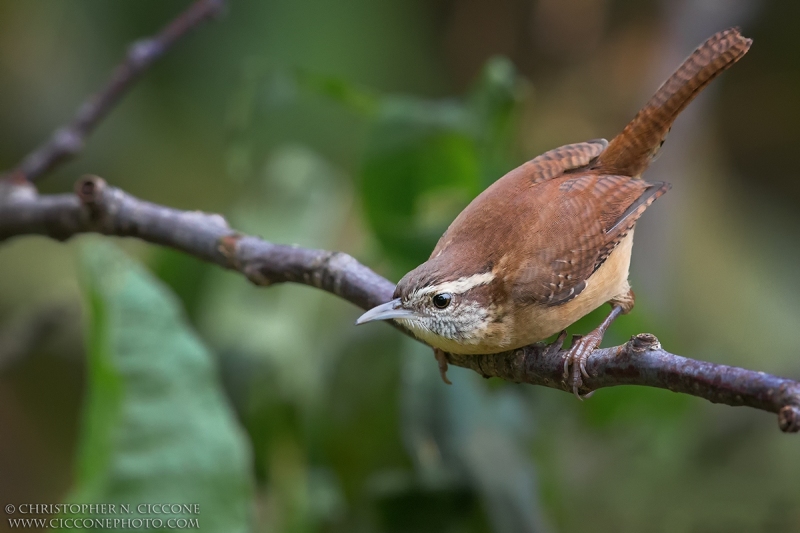 Carolina Wren