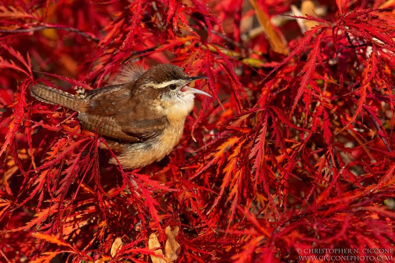 Carolina Wren