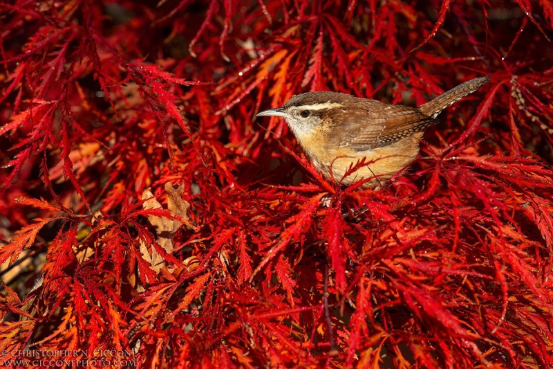 Carolina Wren