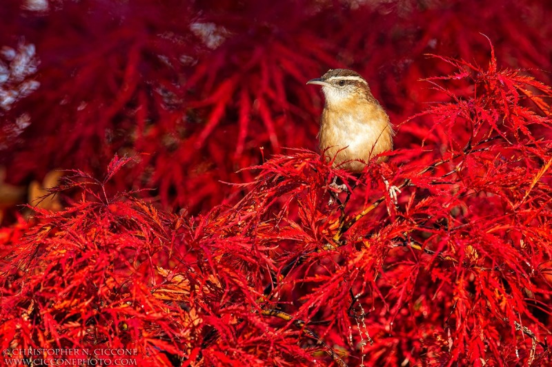 Carolina Wren