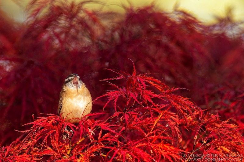 Carolina Wren