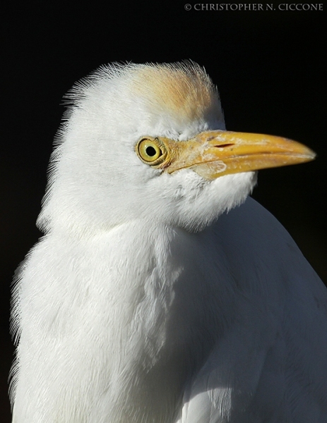 Cattle Egret