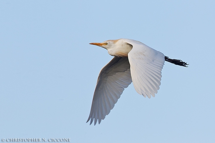 Cattle Egret