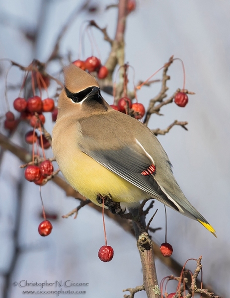 Cedar Waxwing