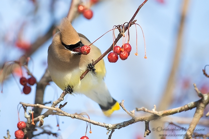 Cedar Waxwing