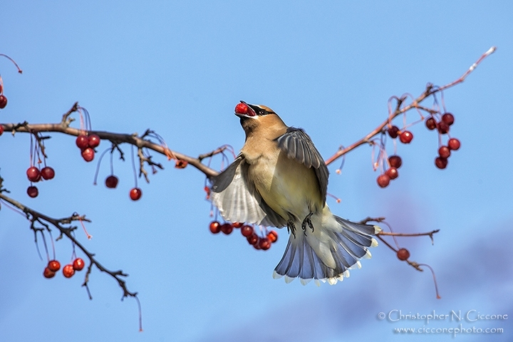 Cedar Waxwing