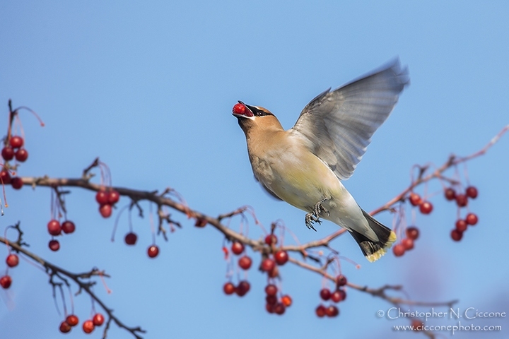 Cedar Waxwing