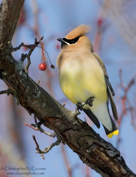 Cedar Waxwing