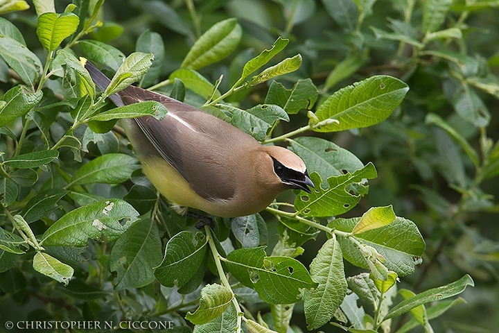 Cedar Waxwing