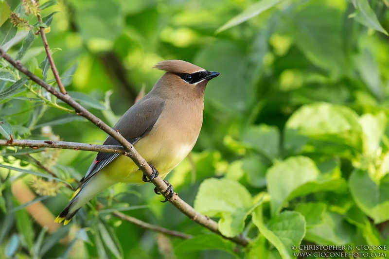 Cedar Waxwing