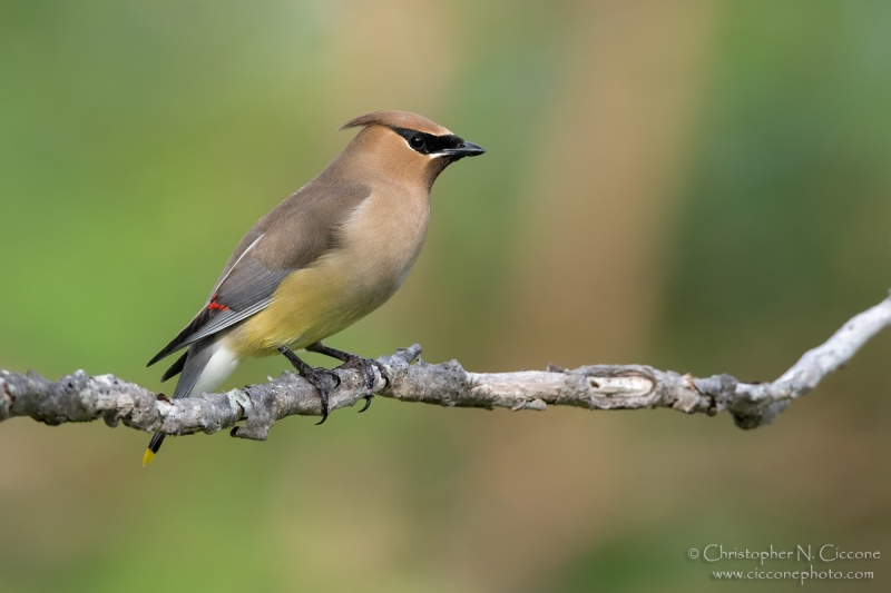 Cedar Waxwing