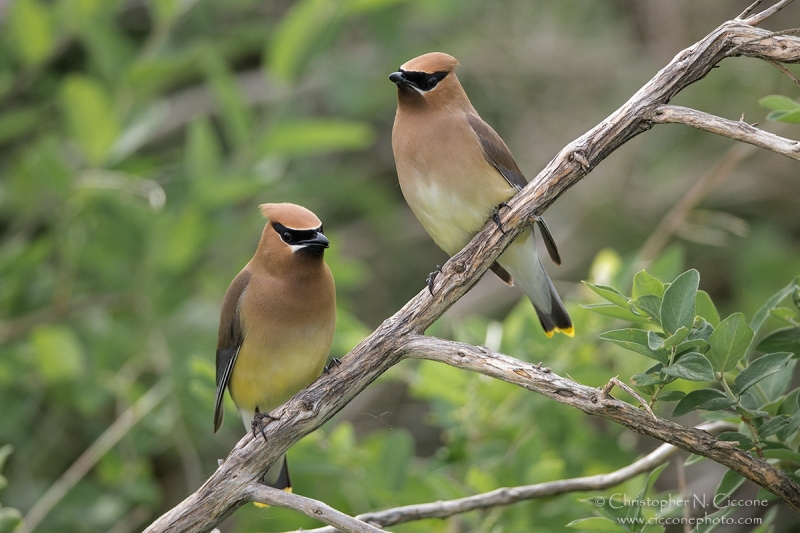 Cedar Waxwing