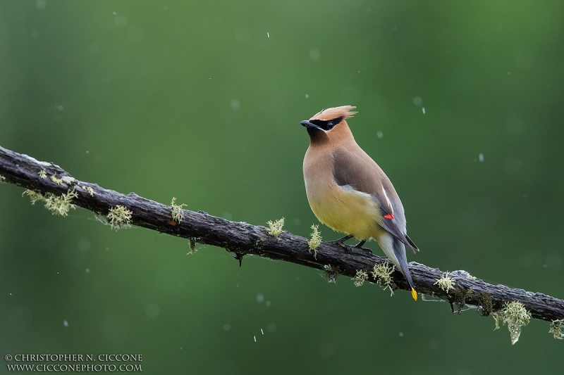 Cedar Waxwing