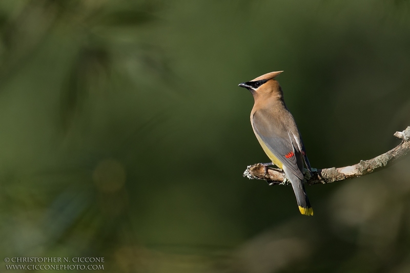 Cedar Waxwing