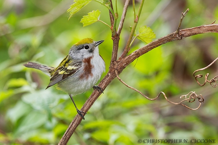 Chestnut-sided Warbler