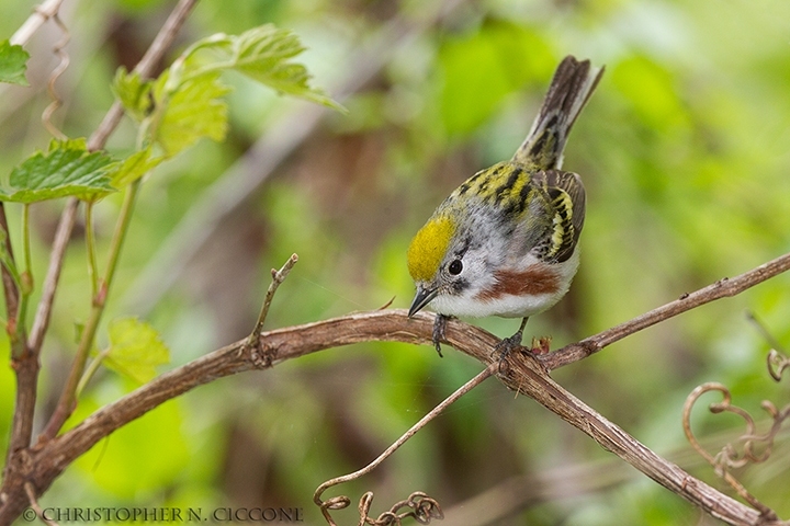 Chestnut-sided Warbler