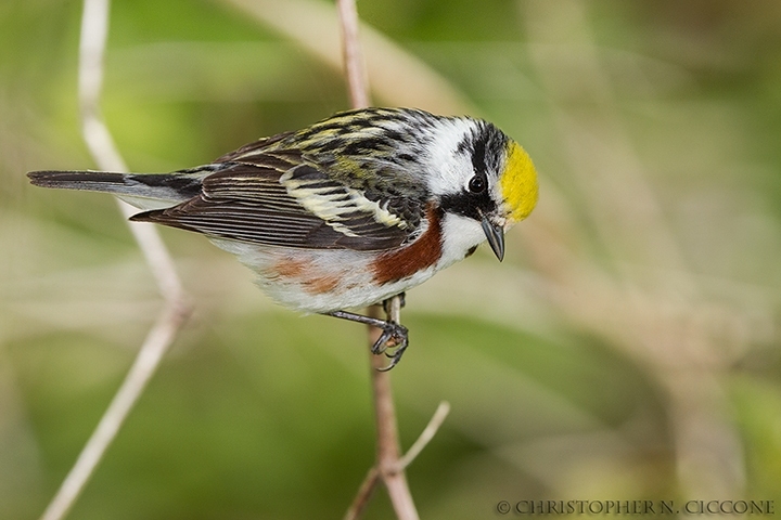 Chestnut-sided Warbler