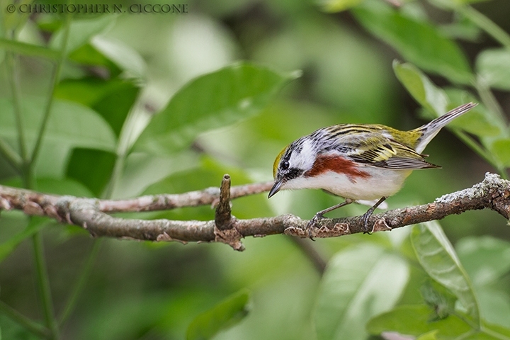 Chestnut-sided Warbler