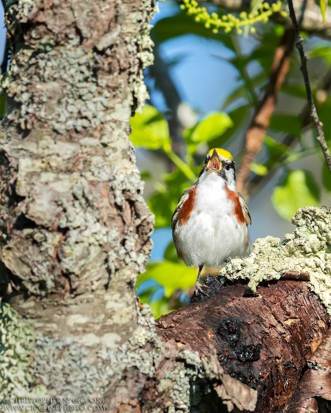 Chestnut-sided Warbler